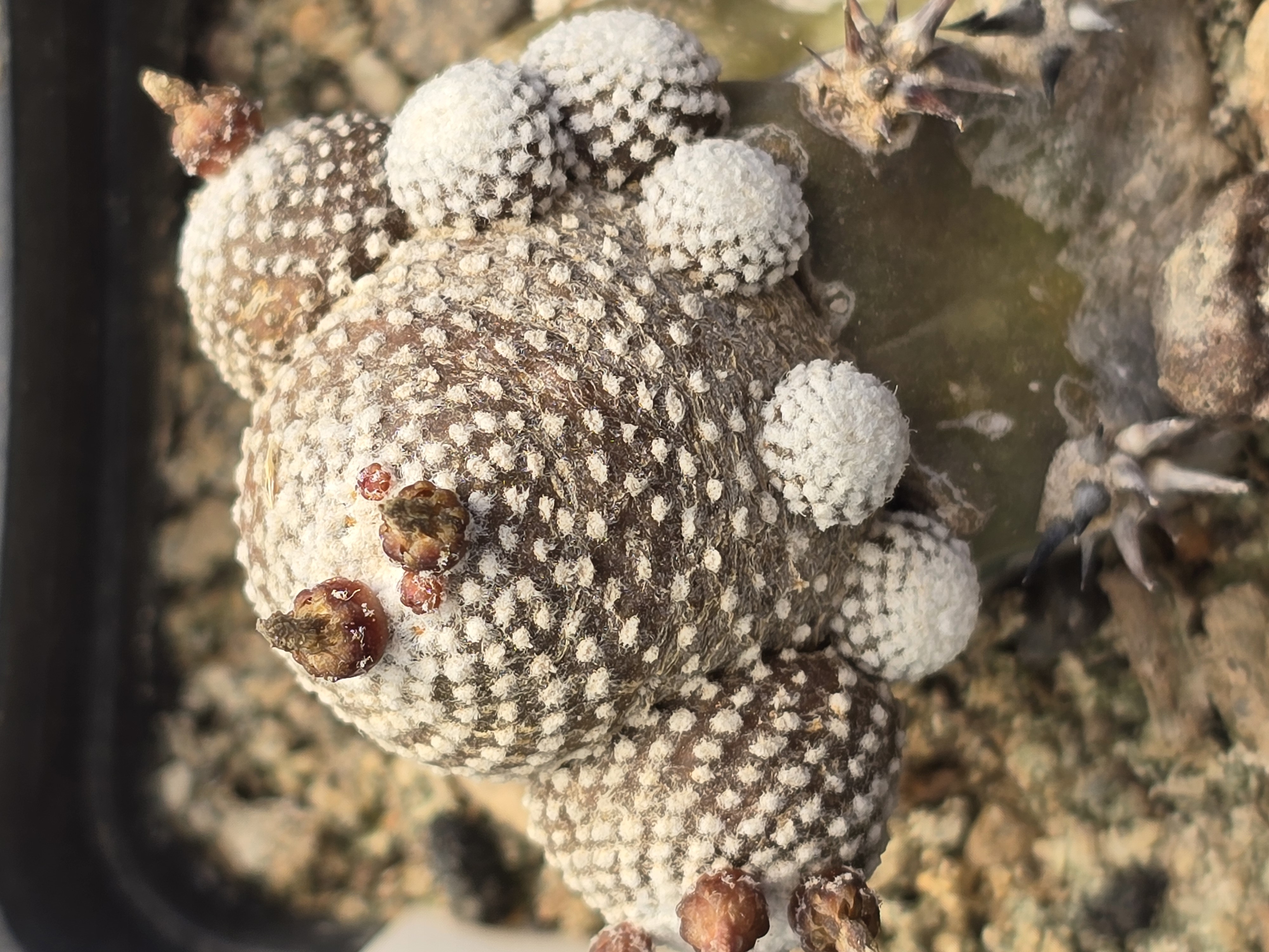 Blossfeldia campaniflora