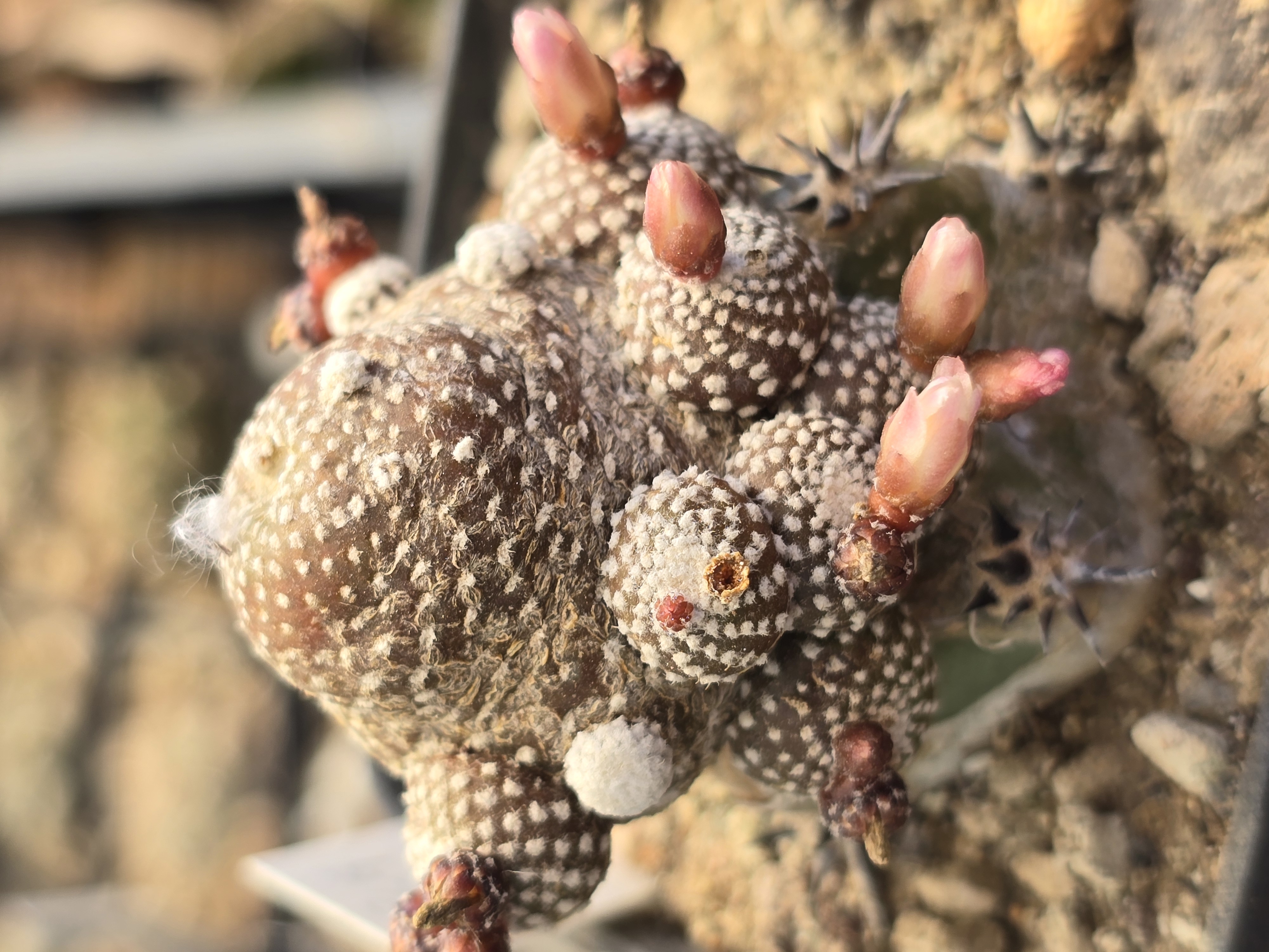 Blossfeldia campaniflora