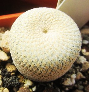 Epithelantha <br>bokei