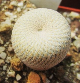 Epithelantha bokei