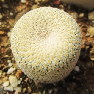 Epithelantha <br>bokei