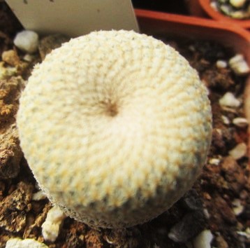 Epithelantha bokei