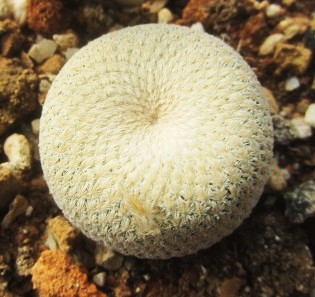 Epithelantha <br>bokei