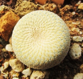 Epithelantha bokei