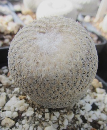 Epithelantha <br>bokei