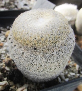 Epithelantha bokei