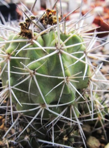 Copiapoa <br>coquimbana vallenarensis