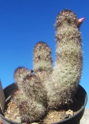 Mammillaria <br>sphacelata viperina