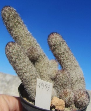 Mammillaria sphacelata viperina