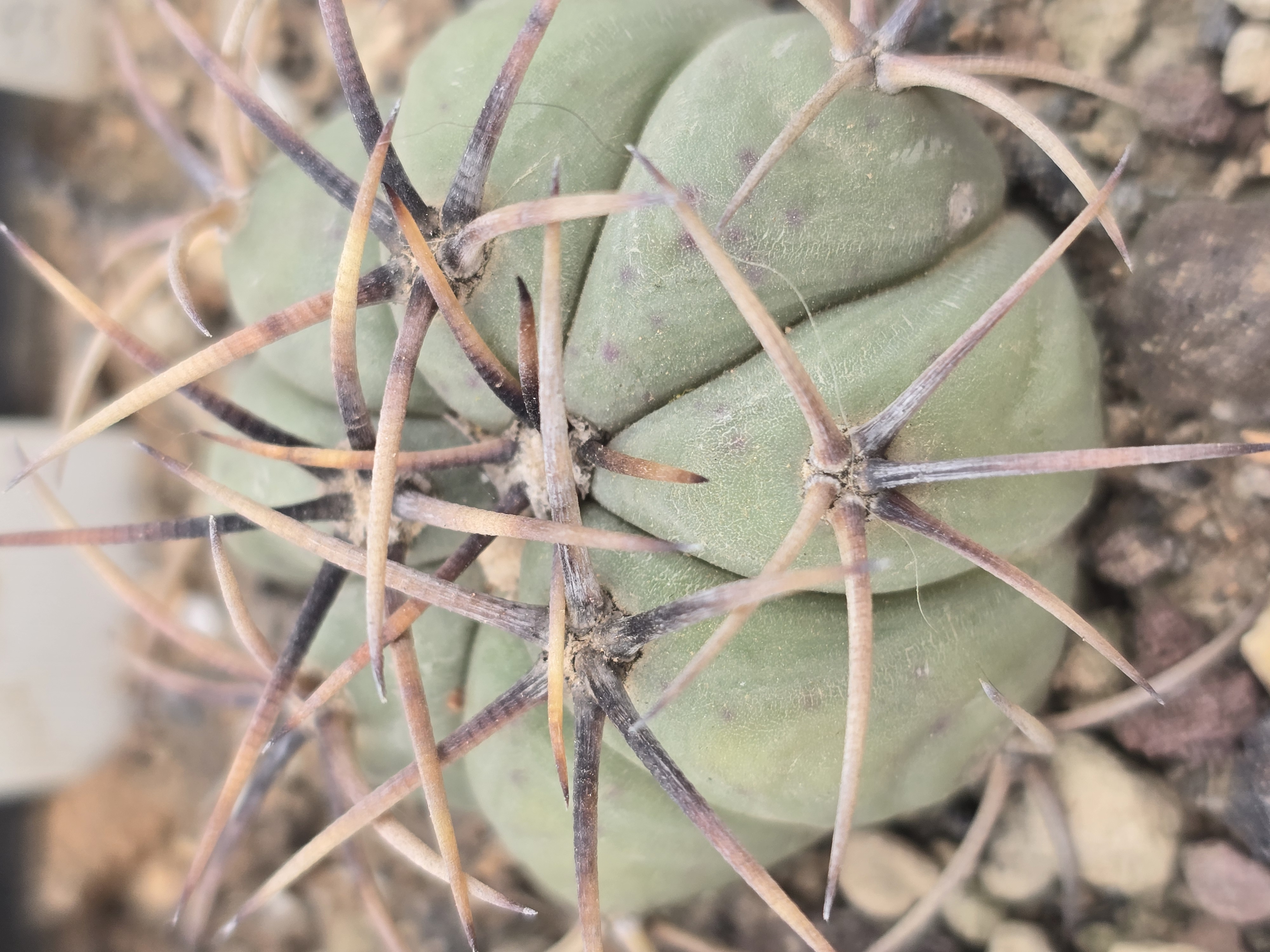 Echinocactus <br>horizonthalonius