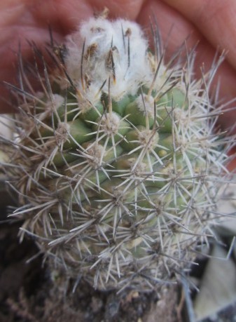 Turbinicarpus <br>sp cv hybrid