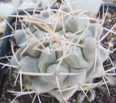 Thelocactus rinconensis polycephalus 