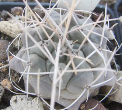 Thelocactus rinconensis polycephalus 