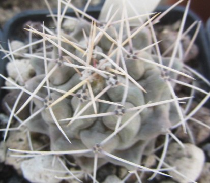 Thelocactus rinconensis polycephalus 