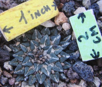 Ariocarpus <br>kotschoubeyanus elephantidens