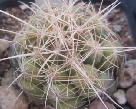 Thelocactus bicolor albiflorus