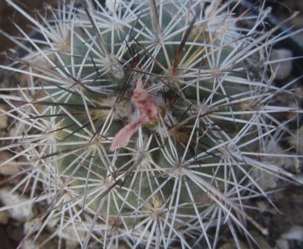 Turbinicarpus <br>horripilus