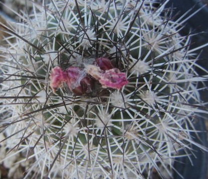 Turbinicarpus <br>horripilus