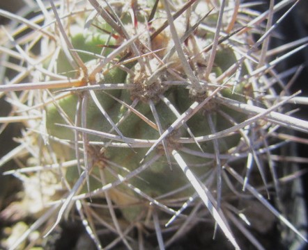 Copiapoa coquimbana