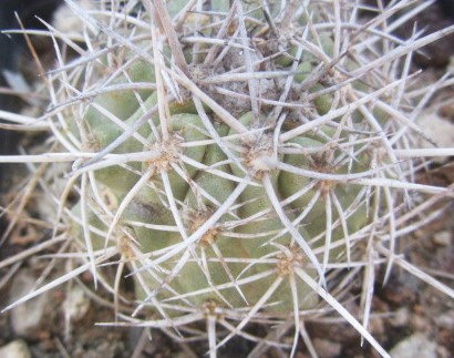 Copiapoa coquimbana 