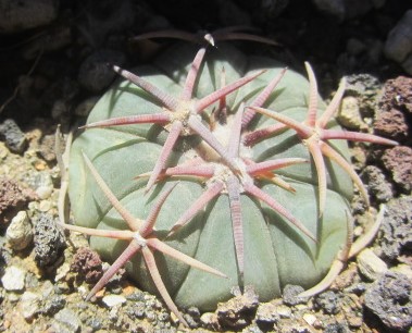 Echinocactus <br>horizonthalonius