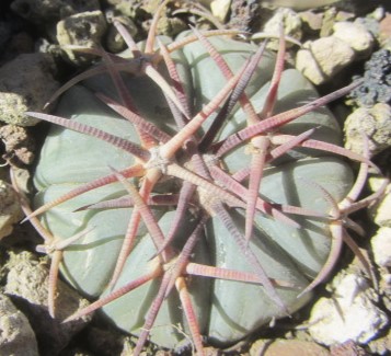 Echinocactus <br>horizonthalonius