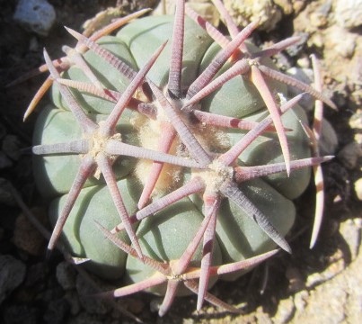 Echinocactus <br>horizonthalonius