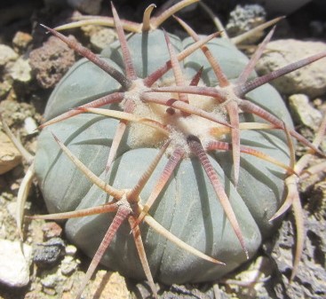 Echinocactus <br>horizonthalonius