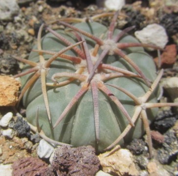 Echinocactus <br>horizonthalonius