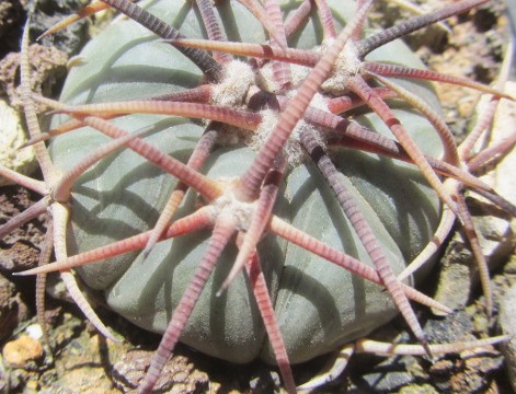 Echinocactus <br>horizonthalonius