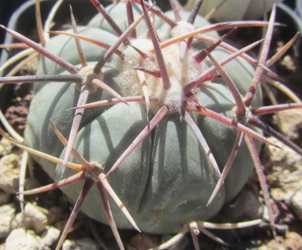 Echinocactus <br>horizonthalonius