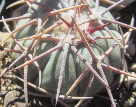 Echinocactus <br>horizonthalonius