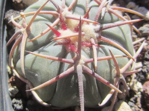 Echinocactus <br>horizonthalonius