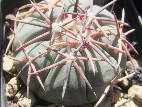 Echinocactus <br>horizonthalonius