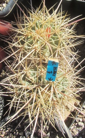 Echinocactus polycephalus xeranthemoides