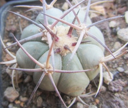 Echinocactus <br>horizonthalonius