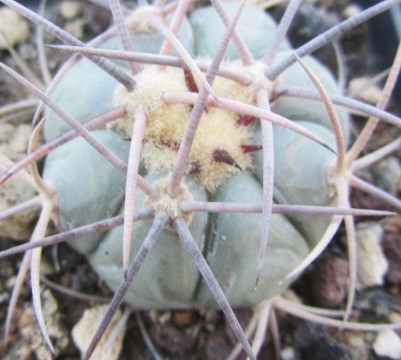 Echinocactus <br>horizonthalonius