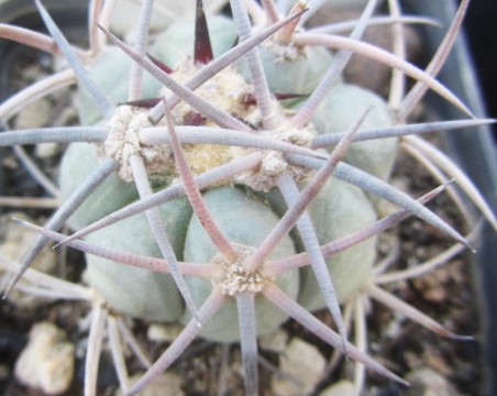 Echinocactus <br>horizonthalonius