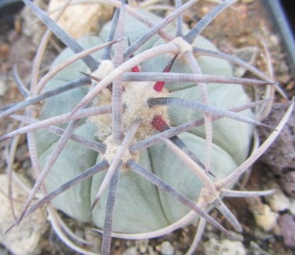 Echinocactus horizonthalonius