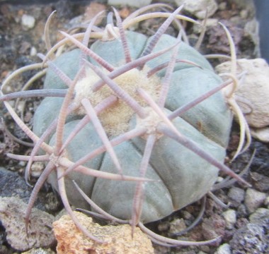 Echinocactus <br>horizonthalonius