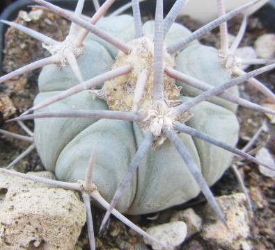 Echinocactus <br>horizonthalonius