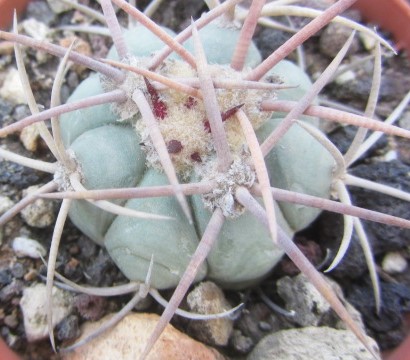 Echinocactus <br>horizonthalonius