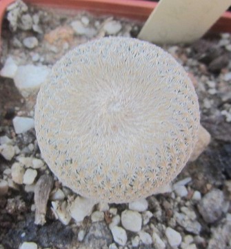 Epithelantha <br>bokei