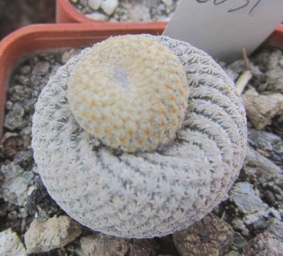 Epithelantha bokei