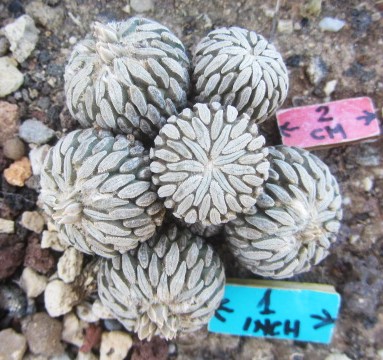 Pelecyphora aselliformis