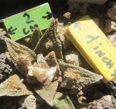 Ariocarpus bravoanus