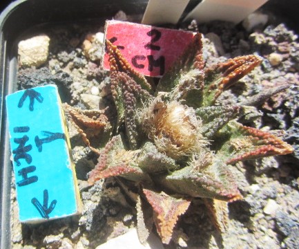 Ariocarpus bravoanus