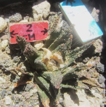 Ariocarpus <br>bravoanus