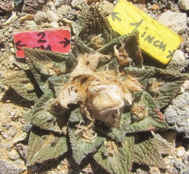 Ariocarpus bravoanus