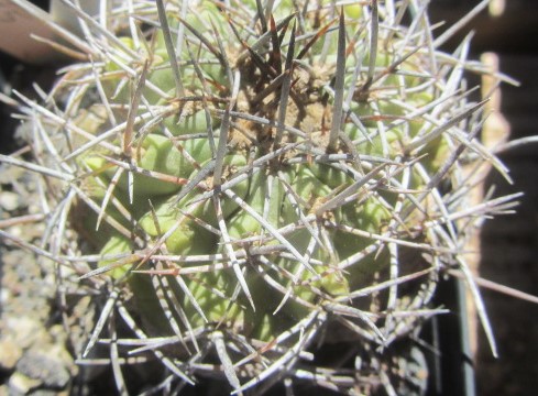 Copiapoa coquimbana 